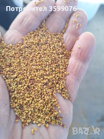 Семена люцерна.Семе люцерново, снимка 8 - Сортови семена и луковици - 42509595