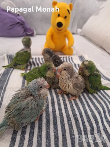 Ръчно хранени папагали Монах и Амазони 