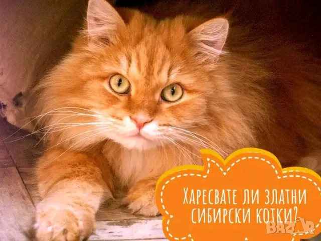 Консултации за котки, котета и котараци