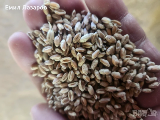 Жито и Овес кехлибар зимен, снимка 6 - За селскостопански - 51047767