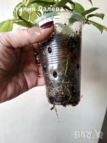 Хоя Ребека, hoya rebeca, снимка 4 - Стайни растения - 53409572