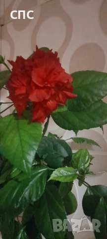 стаен хибискус/китайска роза , снимка 2 - Стайни растения - 51939495