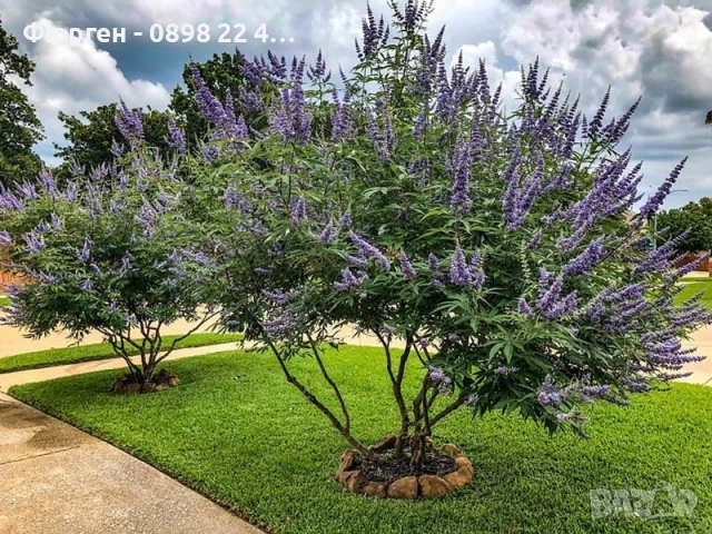 Дърво на целомъдрието (Vitex agnus castus) АВРАМОВО ДЪРВО, ВИТЕКС АГНУС КАСТУС, снимка 12 - Разсади - 46564154