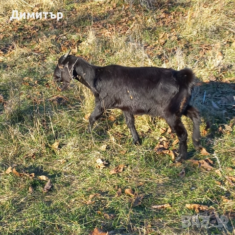 женско яре, снимка 9 - Кози - 52790420