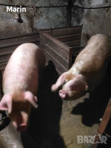 продавам 2 прасета, снимка 2 - Прасета - 52851396