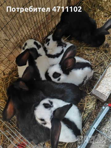 Зайци, снимка 7 - Други - 53499260