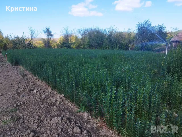 🌿Лигуструм - Жив плет🌿(0.70лв), снимка 7 - Разсади - 47670163