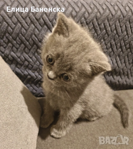 Британски котенца, снимка 4 - Други - 53570127
