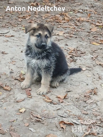мъжко куче на два месеца немска овчарка