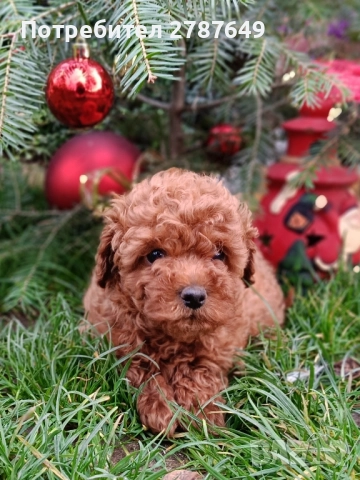 Той пудел момче