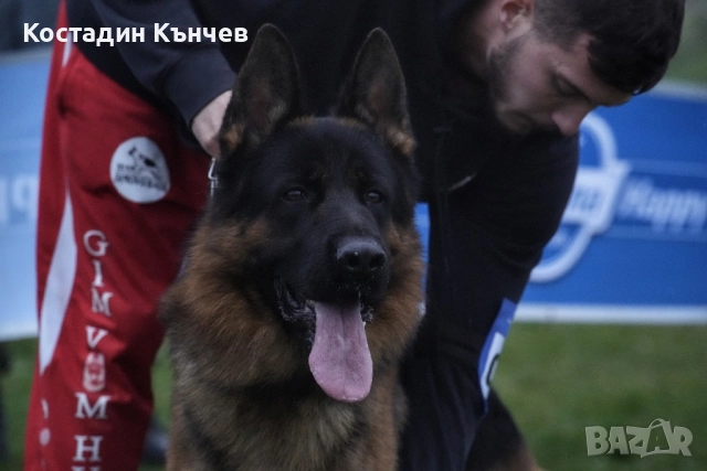 Немска овчарка кученца, снимка 7 - Немска овчарка - 52974378