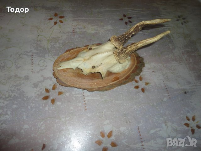 Старинен немски ловен трофей 2, снимка 6 - Антикварни и старинни предмети - 43726700