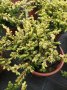 Хвойна Голдшатс, Juniperus Goldschats, студоустойчива!!, снимка 4