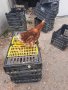продавам кокошки носачки за яйца, снимка 1 - Кокошки и пуйки - 42998758
