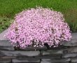 Гипсофила(каскадна)-бяла и розова, снимка 1 - Градински цветя и растения - 38121803