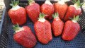 продавам расад ягоди и малини, снимка 9
