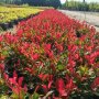  Фотиния Литъл Ред Робин, Photinia fr. Little Red Robin, снимка 1 - Градински цветя и растения - 43806136