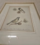 Три рамкирани принта с красиви птици, снимка 5