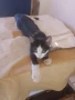 Подарявам малки котета , снимка 1