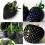 200 семена от плод черна ягода черни ягоди органични плодови ягодови семена от вкусни ягоди отлични , снимка 4