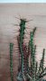 Euphorbia aeruginosa, снимка 2