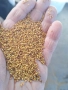 Семена люцерна.Семе люцерново, снимка 8