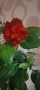 стаен хибискус/китайска роза , снимка 2