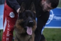 Немска овчарка кученца, снимка 7
