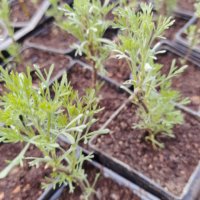 Храстовиден пелин (Artemisia abrotanum) - Лечебен, снимка 3 - Разсади - 40384180