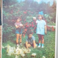 1969 календар Яйца и Птици ЦКС, снимка 3 - Колекции - 33366637