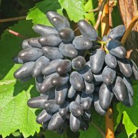 Бутикови сортове грозде, снимка 3 - Разсади - 35306623