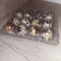 Домашни пъдпъдъчи яйца, снимка 1 - Домашни продукти - 43057712