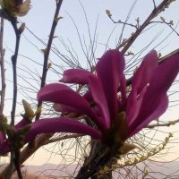 Резници от красива магнолия 💥, снимка 3 - Градински цветя и растения - 28291845