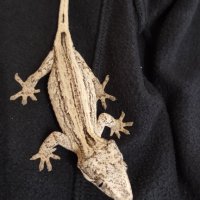 Gargoyle gecko, Ушат новокаледонски гекон, снимка 3 - Други - 41531927