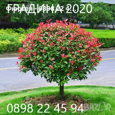 Фотиния - Photinia, снимка 1