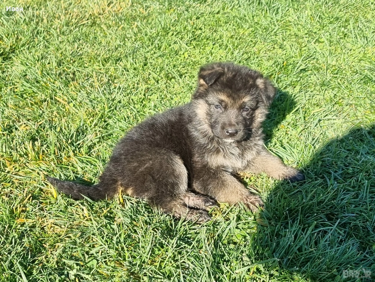 малки немски овчарки, снимка 1