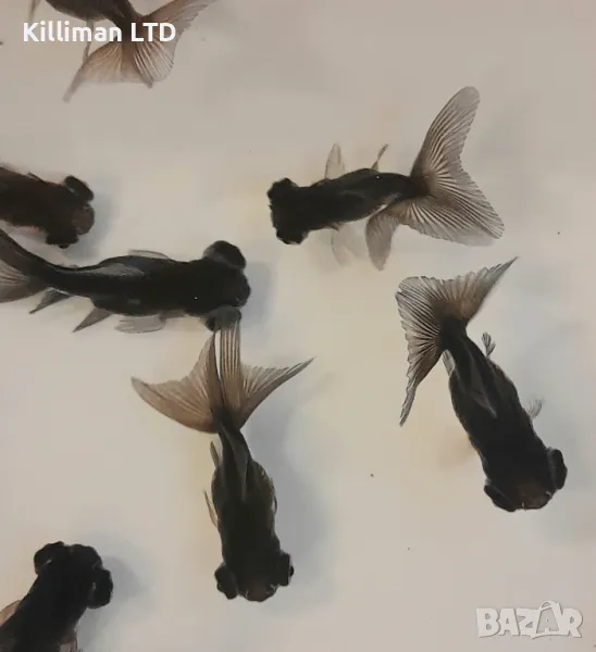 Златни рибки Черен телескоп, снимка 1