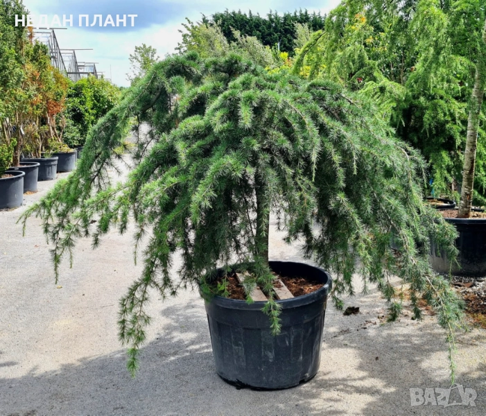 Плачещ зелен кедър, снимка 1