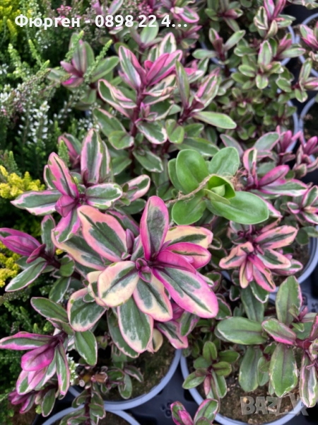 Хебе Триколор, снимка 1