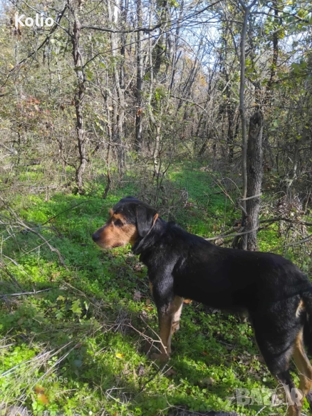 Продавам кьосе барак , снимка 1