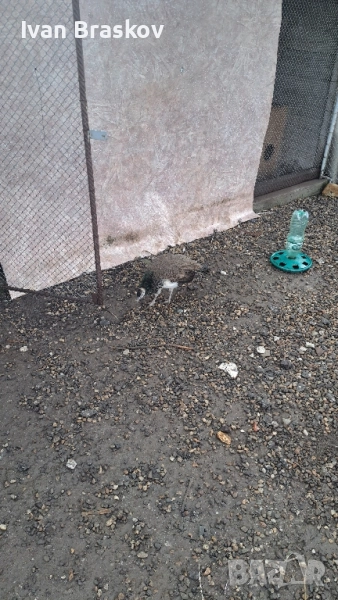 пауни индийски , снимка 1