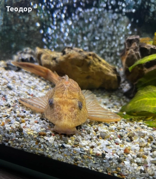 Анцитрус албинос 25см, снимка 1