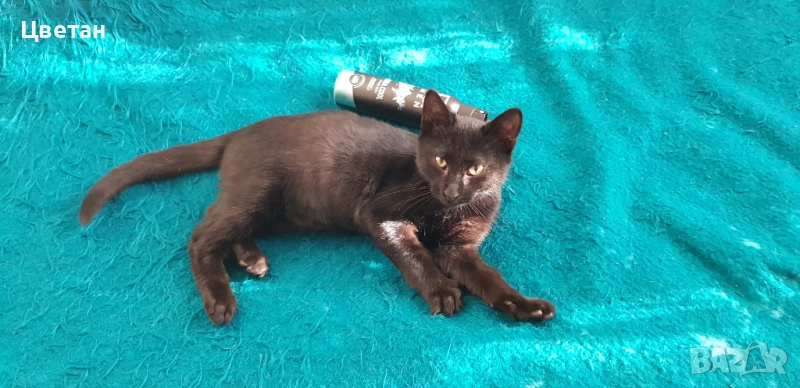 Коте, котка мъжка, снимка 1
