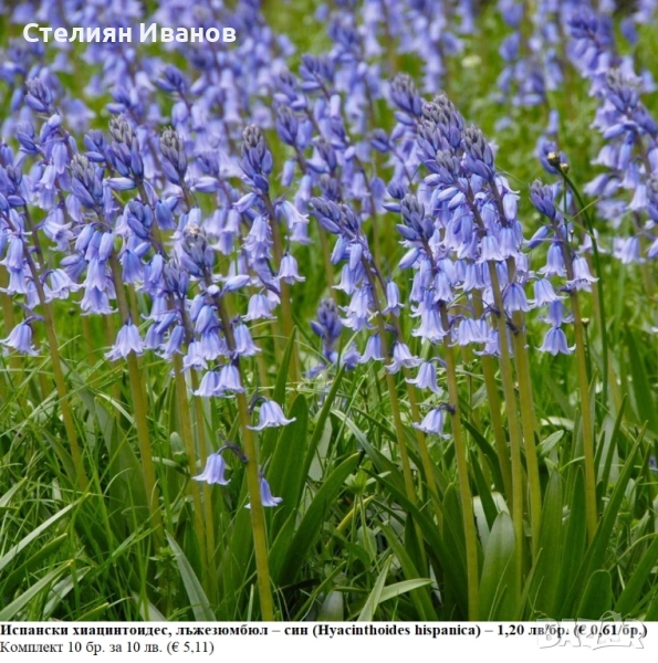 Испански хиацинтоидес, лъжезюмбюл – син (Hyacinthoides hispanica) – луковици, снимка 1