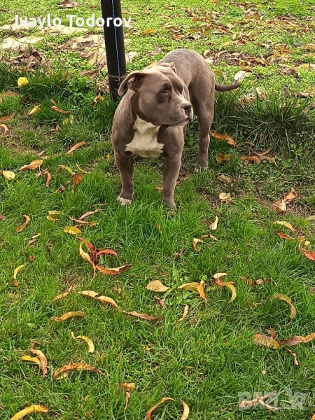Зина на година и четери месеца очаква новият си стопанин. , снимка 1