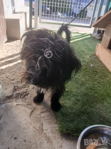 morkshire terrier мъжко на 6 месеца , снимка 1