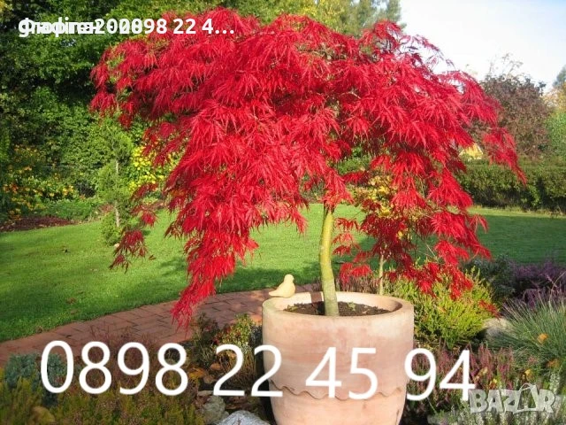 АЦЕР - Японски клен -   Налични 5 вида Студоустойчиви