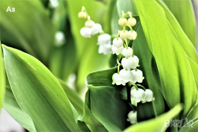 Продавам цветя Момина сълза, бяла и розова (гъсти съцветия) – разсад, снимка 16 - Разсади - 39640258