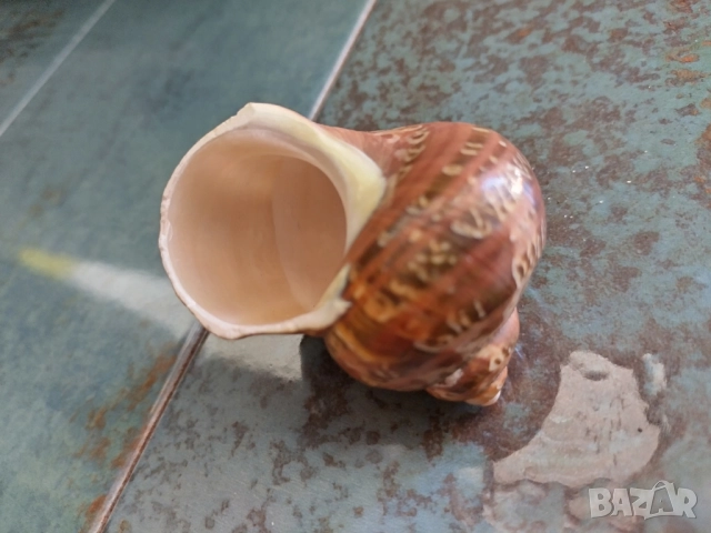 красива морска раковина от Индийския океан , снимка 1