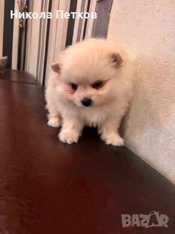 Померан, снимка 5 - Померан - 53099645